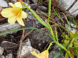 Moraea ochroleuca outside view of the flowers